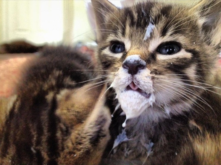 Кот в молоке