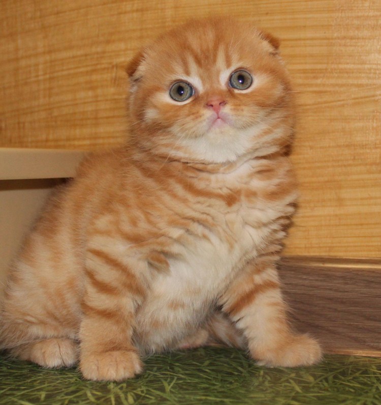 Шотландская скоттиш страйт кошка