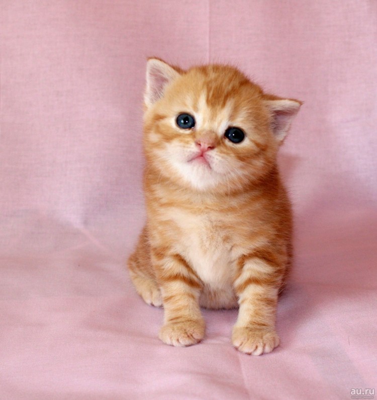 Рыжий вислоухий шотландец