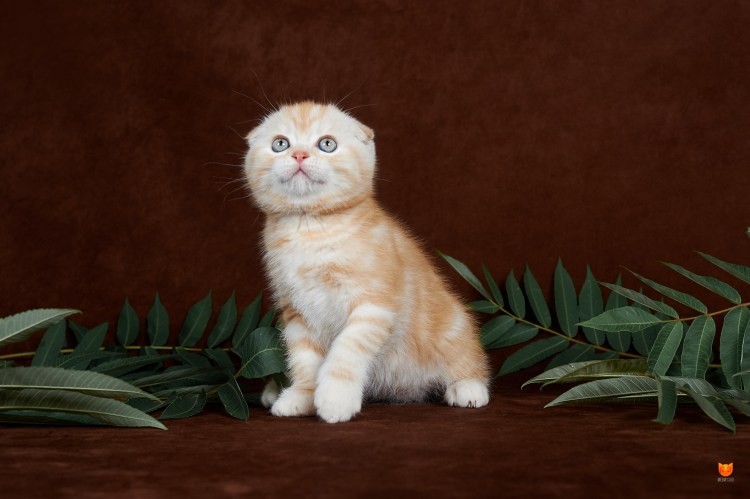 Шотландская хайленд фолд рыжий