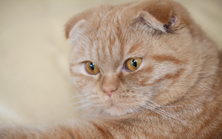 Скоттиш фолд рыжий
