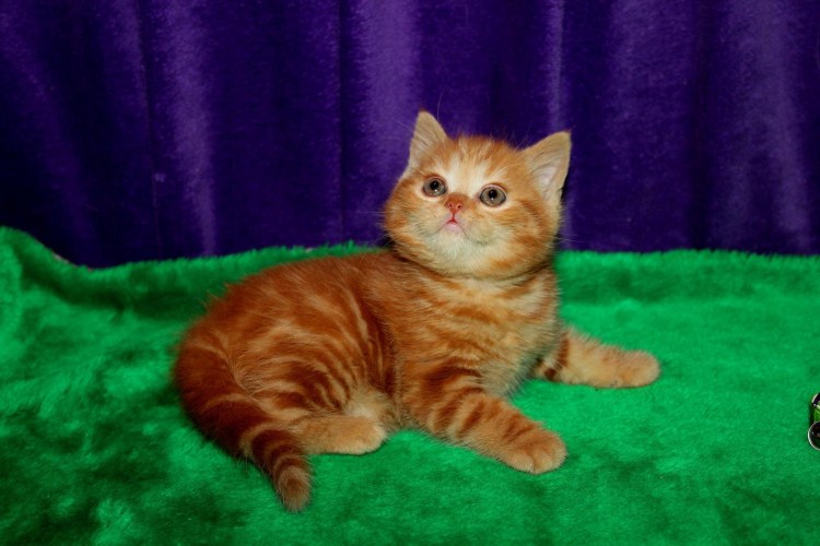 Шотландская вислоухая кошка рыжая