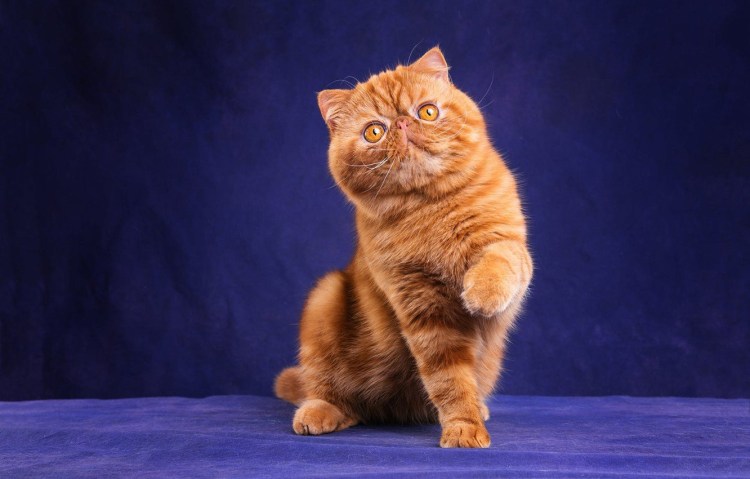 Шотландская вислоухая кошка рыжая