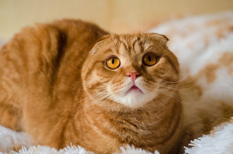Шотландский вислоухий кот рыжий