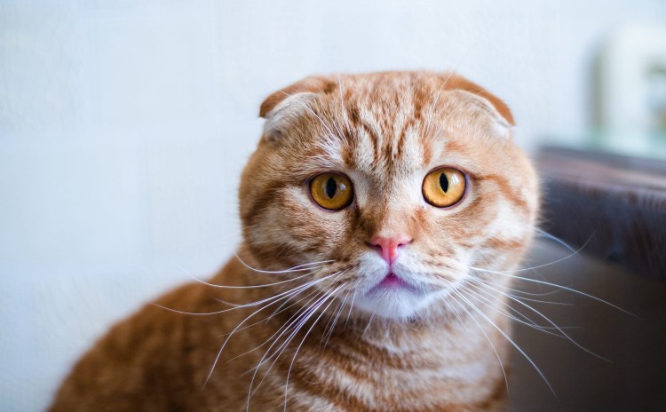 Британец кот вислоухий рыжий