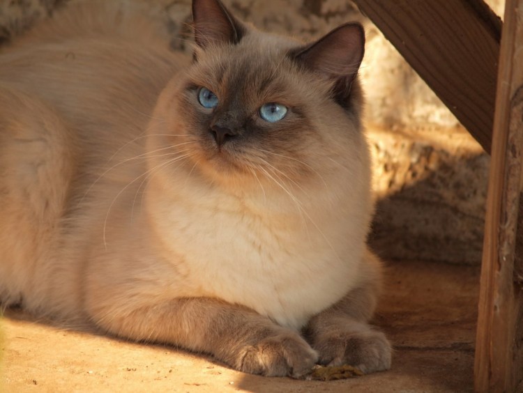 Британский кот Блю Пойнт