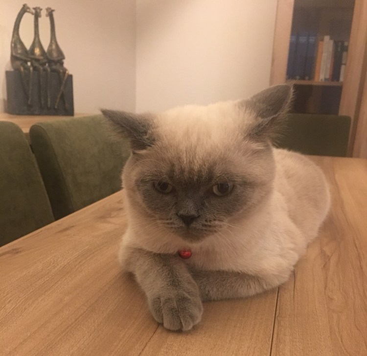 Кот британец альбинос Блю поинт