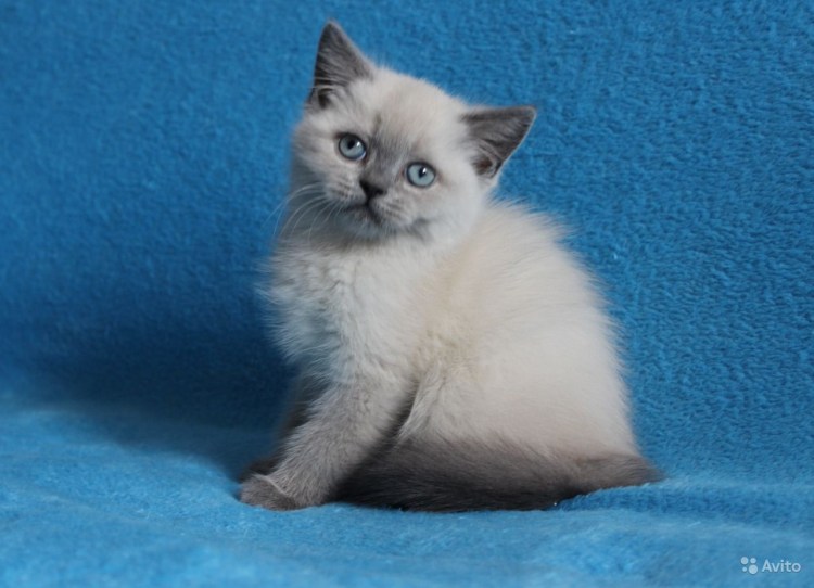 Шотландец Блю поинт прямоухий