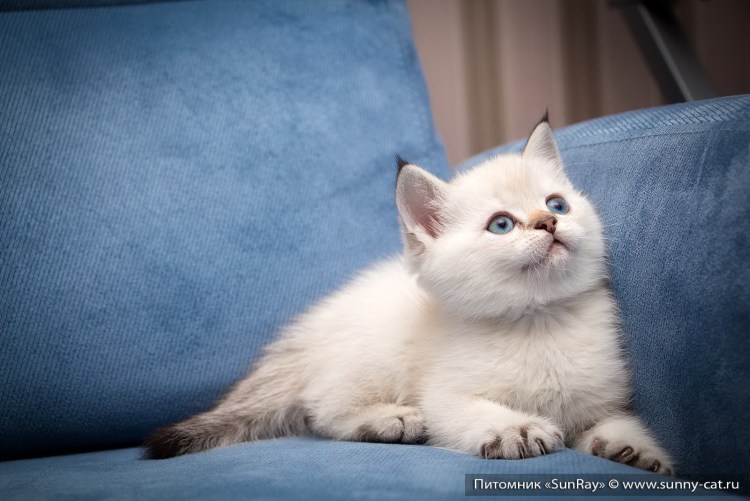 Блю Пойнт британец