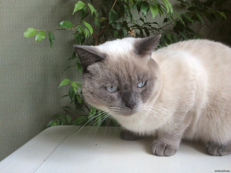 Окрас котенка Блю поинт а33