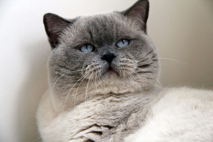 Британская кошка Блю Пойнт