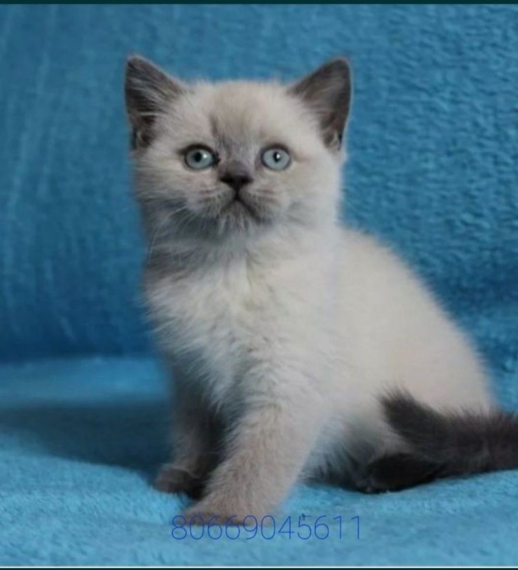 Блю Пойнт котенок британец