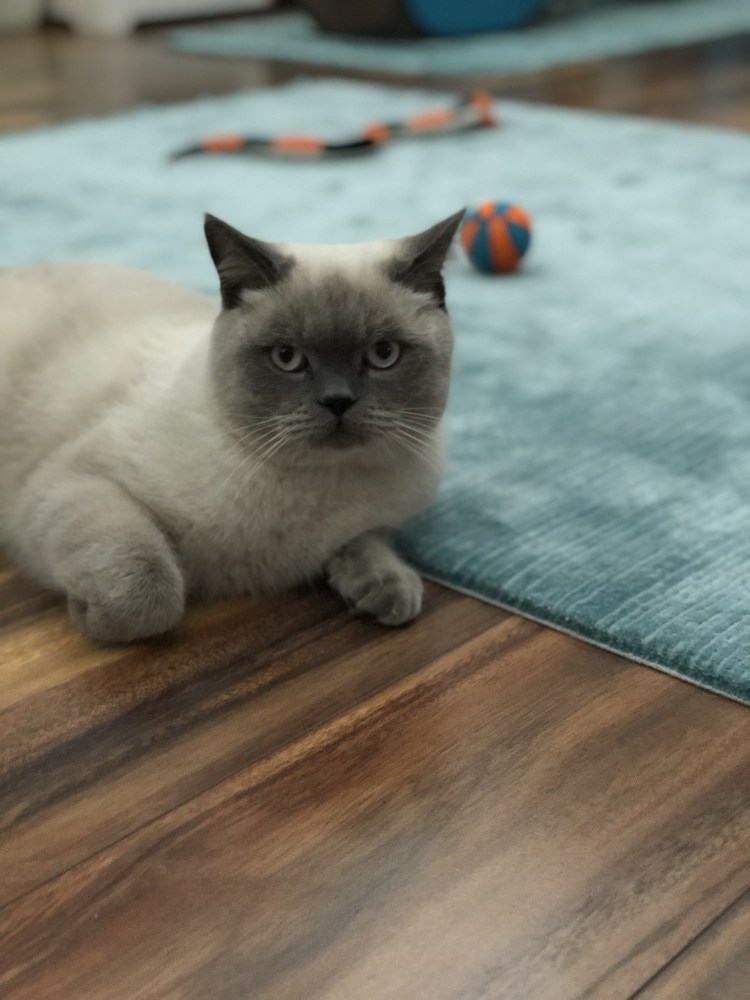 Шотландский кот Блю поинт прямоухий