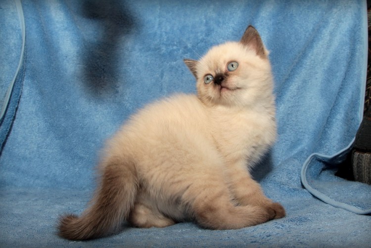 Шотландская колор Пойнт прямоухая