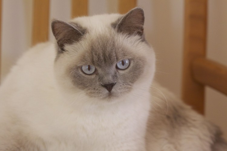 Британская кошка Блю Пойнт