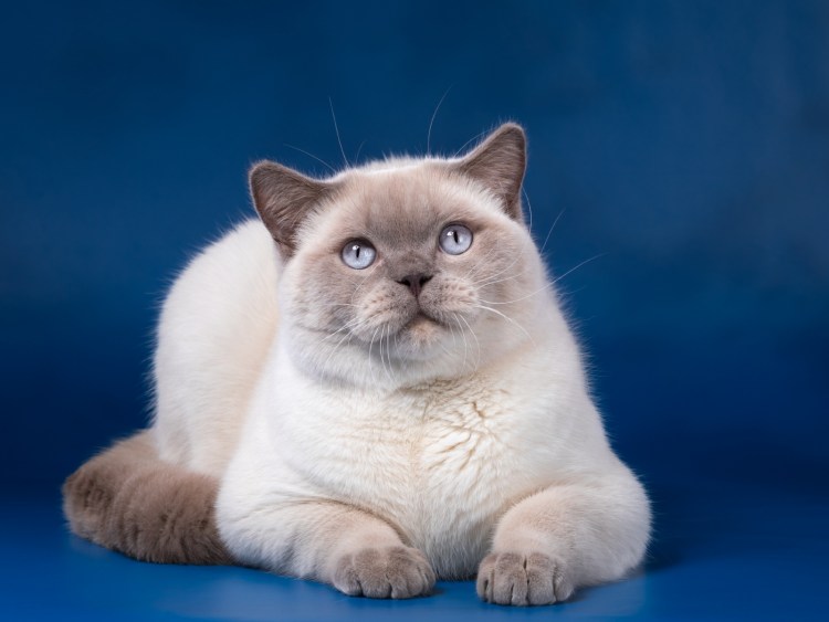 Шотландец голубой колорпойнд