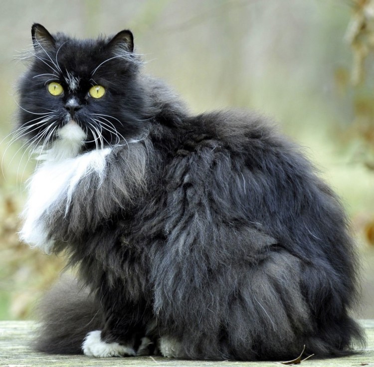 Персидский котенок черно белый