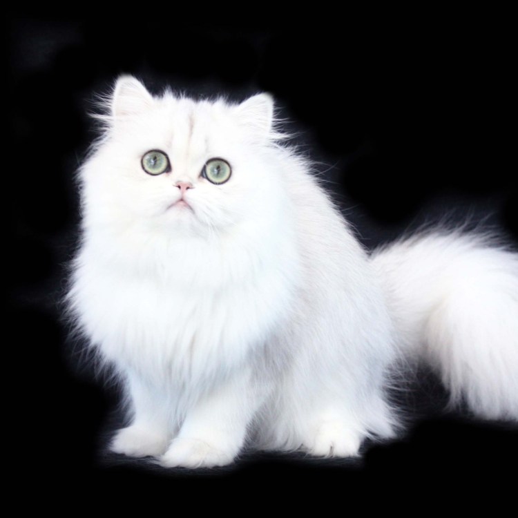 Персидская кошка
