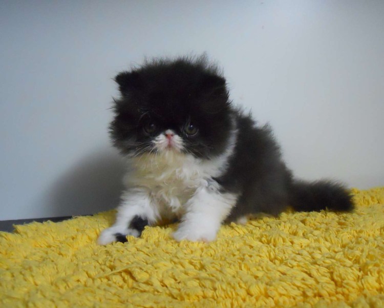 Персидско Сибирская кошка