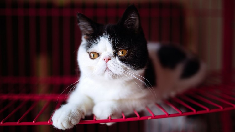 Персидская кошка черно белая фото