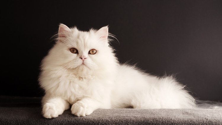 Персидская кошка