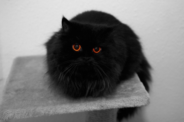 Персидский кот чёрно белый