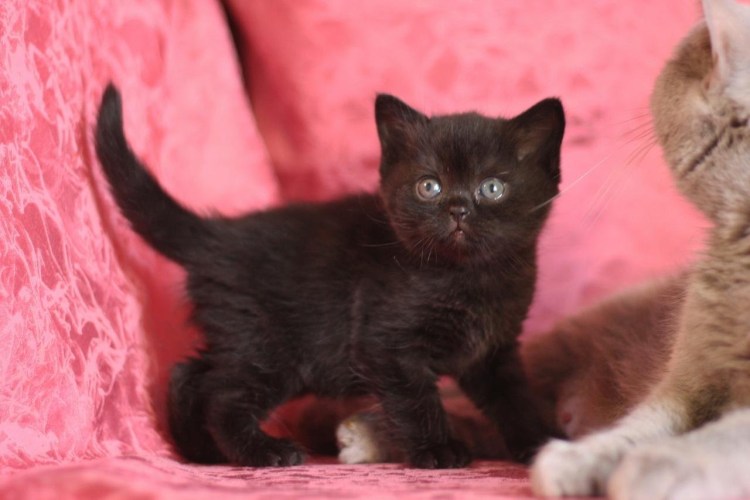 Британская вислоухая кошка черная