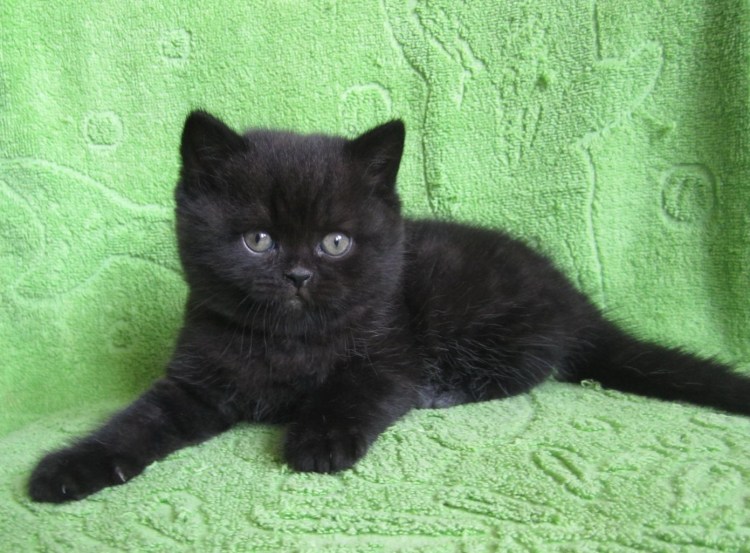 Кот шотландец черный прямоухий