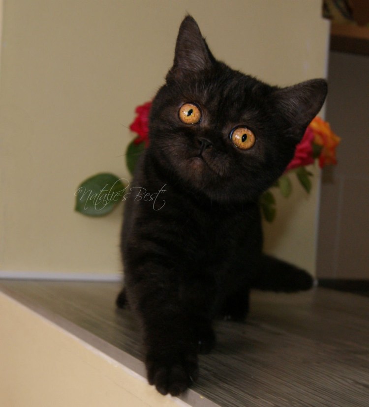 Шотландская прямоухая черная