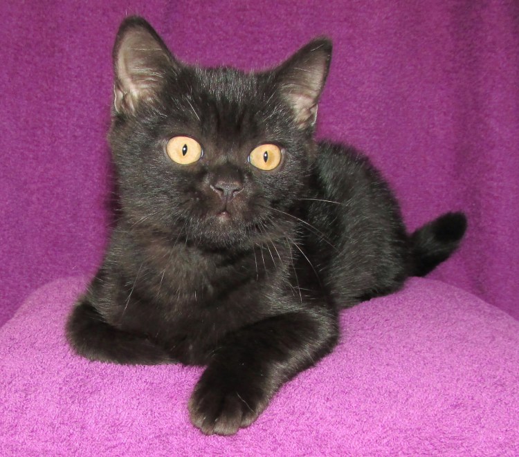 Шотландский страйт черный