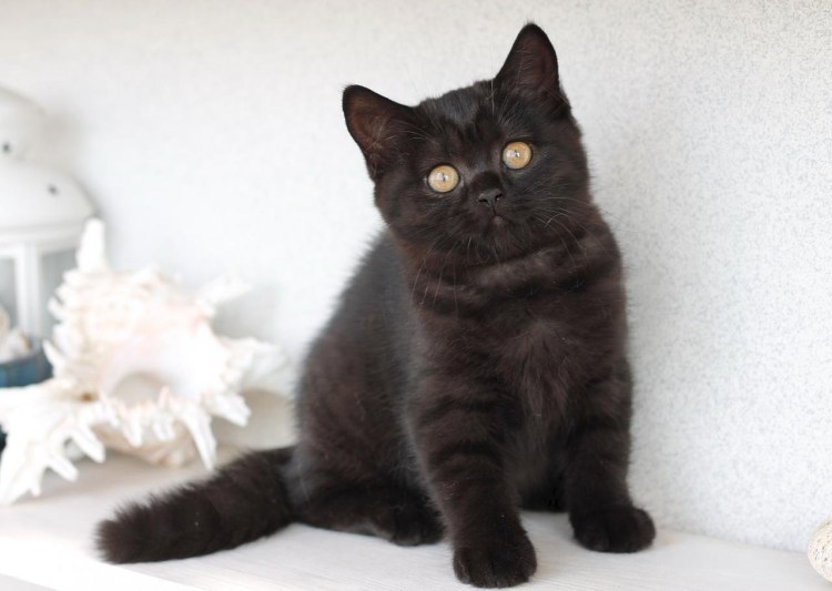 Шотландские котята прямоухие черные