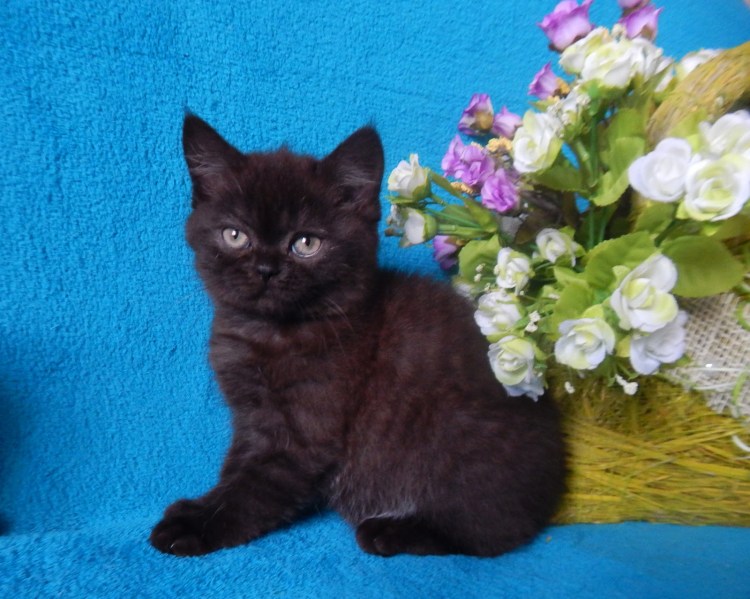 Британский прямоухий черный кот