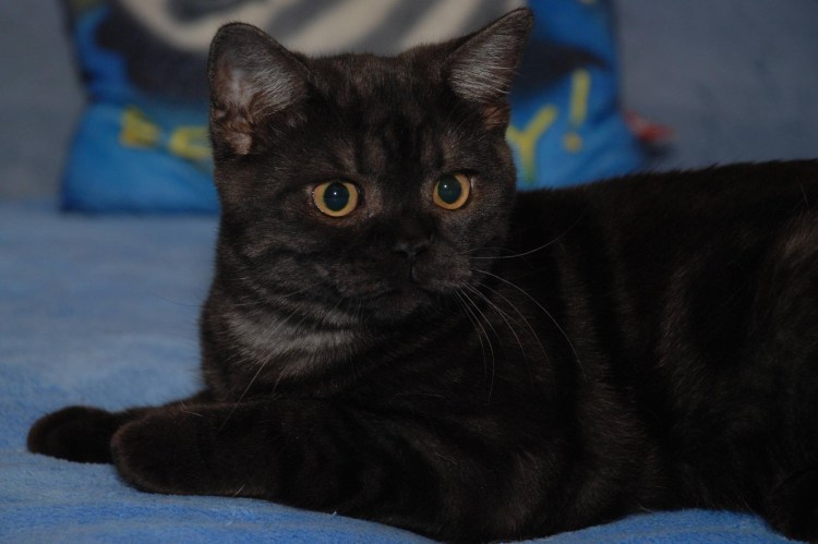 Шотландский страйт черный