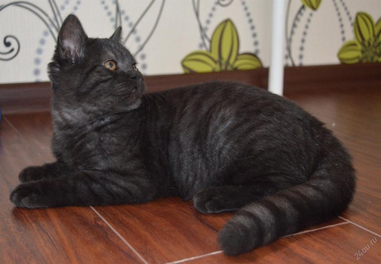 Шотландские котята прямоухиечергые