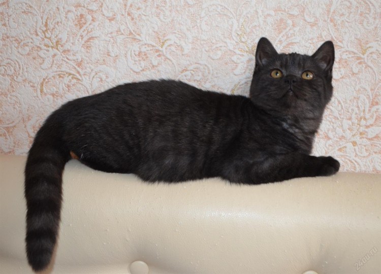 Шотландский котенок прямоухий черный