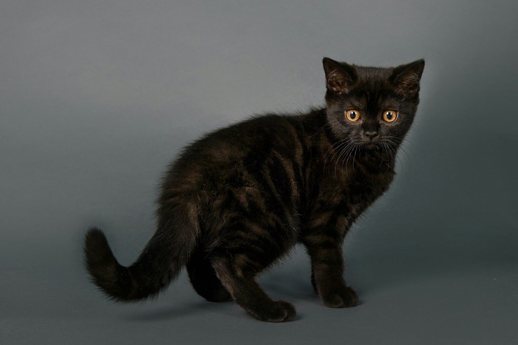 Черный Солид британец