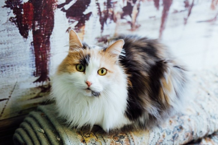 Трехшерстная ангорская кошка