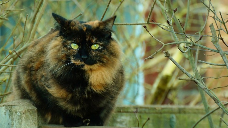 Сибирская трехшерстная кошка