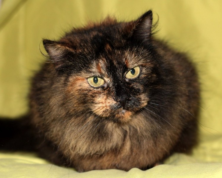 Сибирская трехшерстная кошка