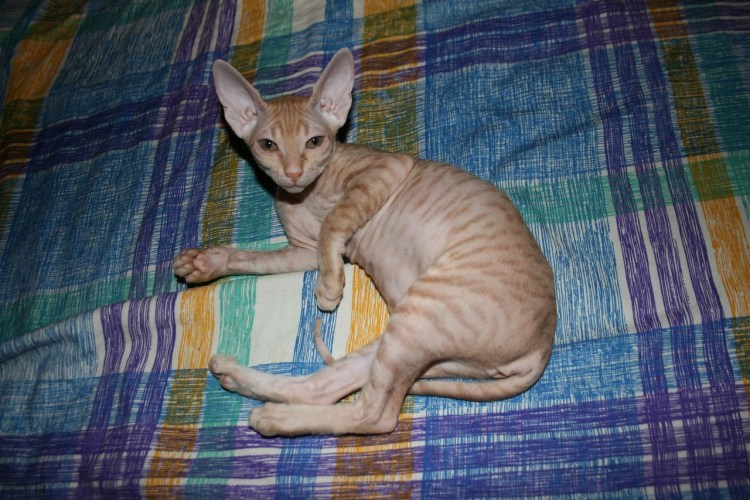 Донской сфинкс браш рыжий