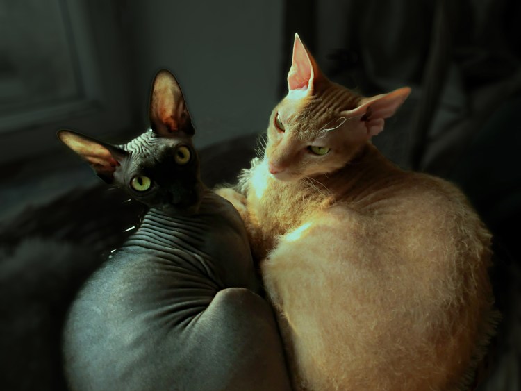 Донской сфинкс велюр рыжий