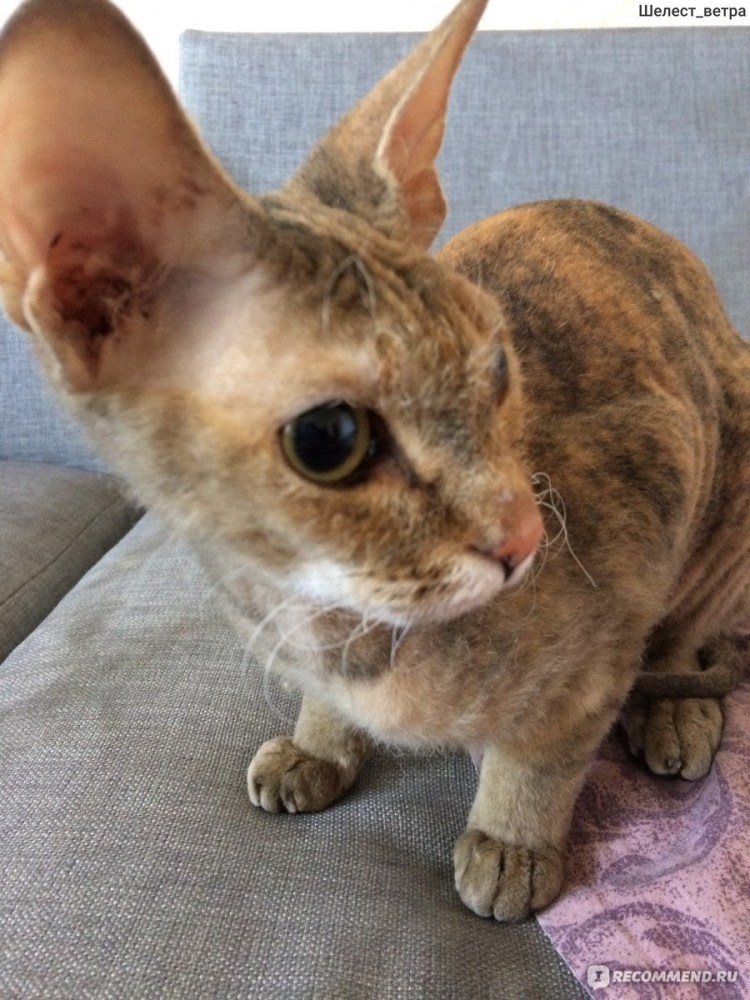 Девон рекс белый