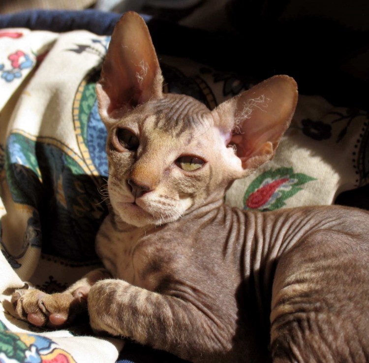 Донской сфинкс рыжий