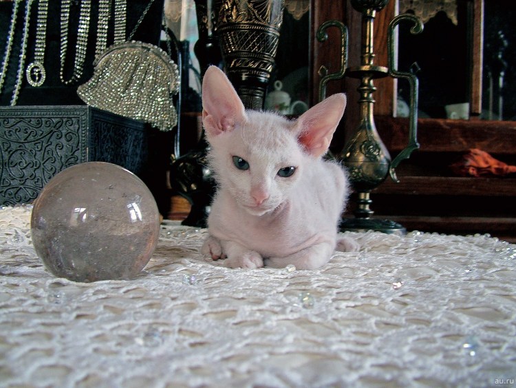 Самые милые котята сфинкса