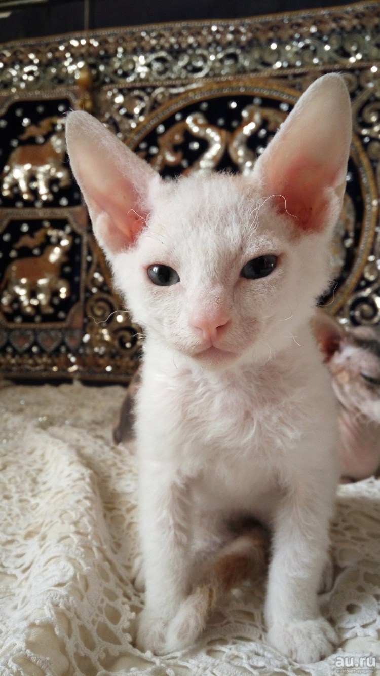 Донской сфинкс Тип шерсти браш