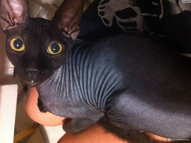 Сфинкс браш цена фото и цена