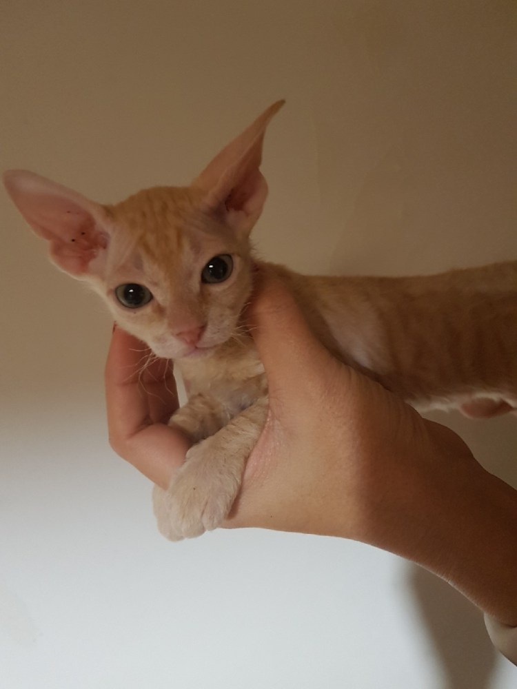 БРАЖ котята