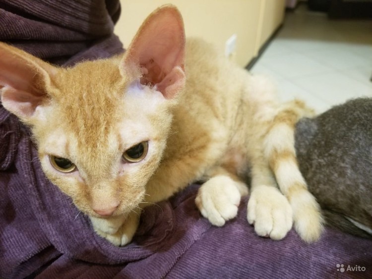 Донской сфинкс браш рыжий