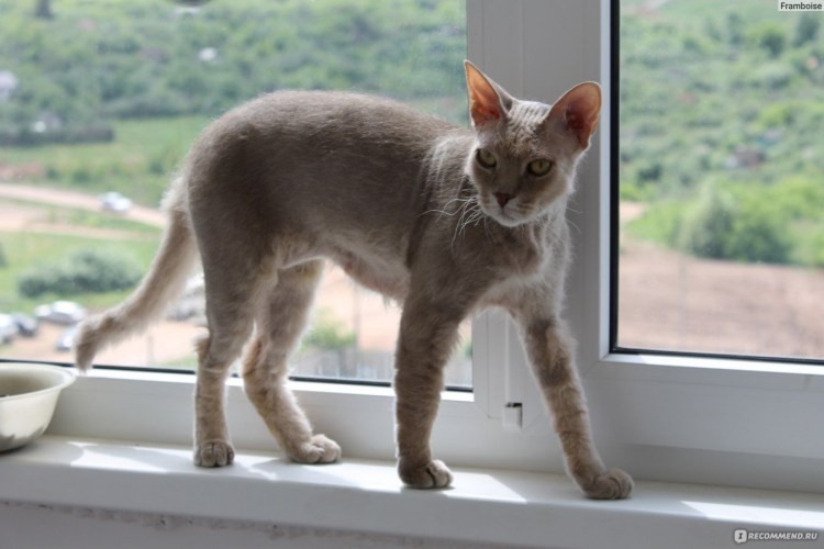 Петерболд и сфинкс отличия