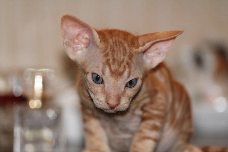 Донской сфинкс велюр рыжий